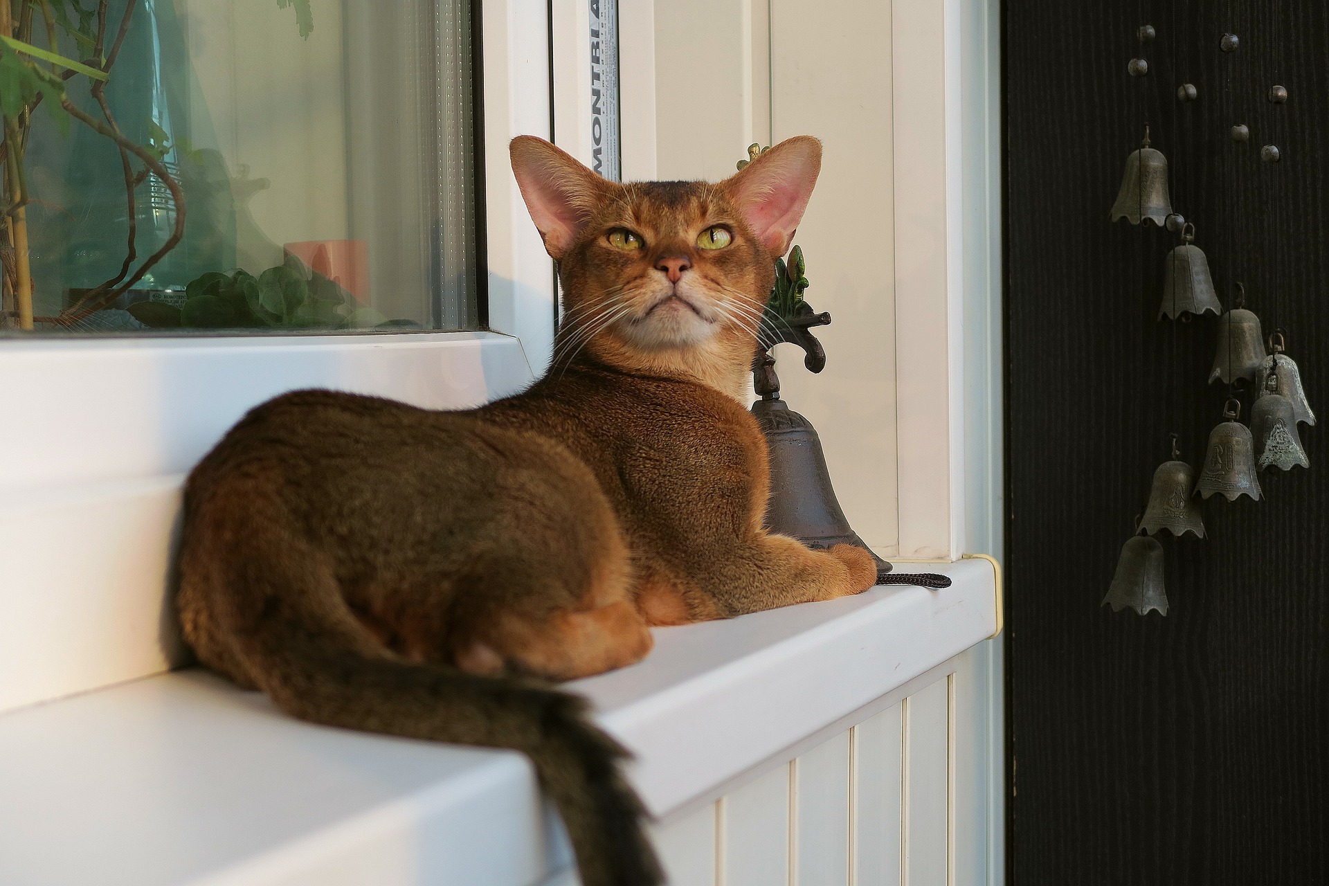 Abyssinian Cat - Cat Scanner