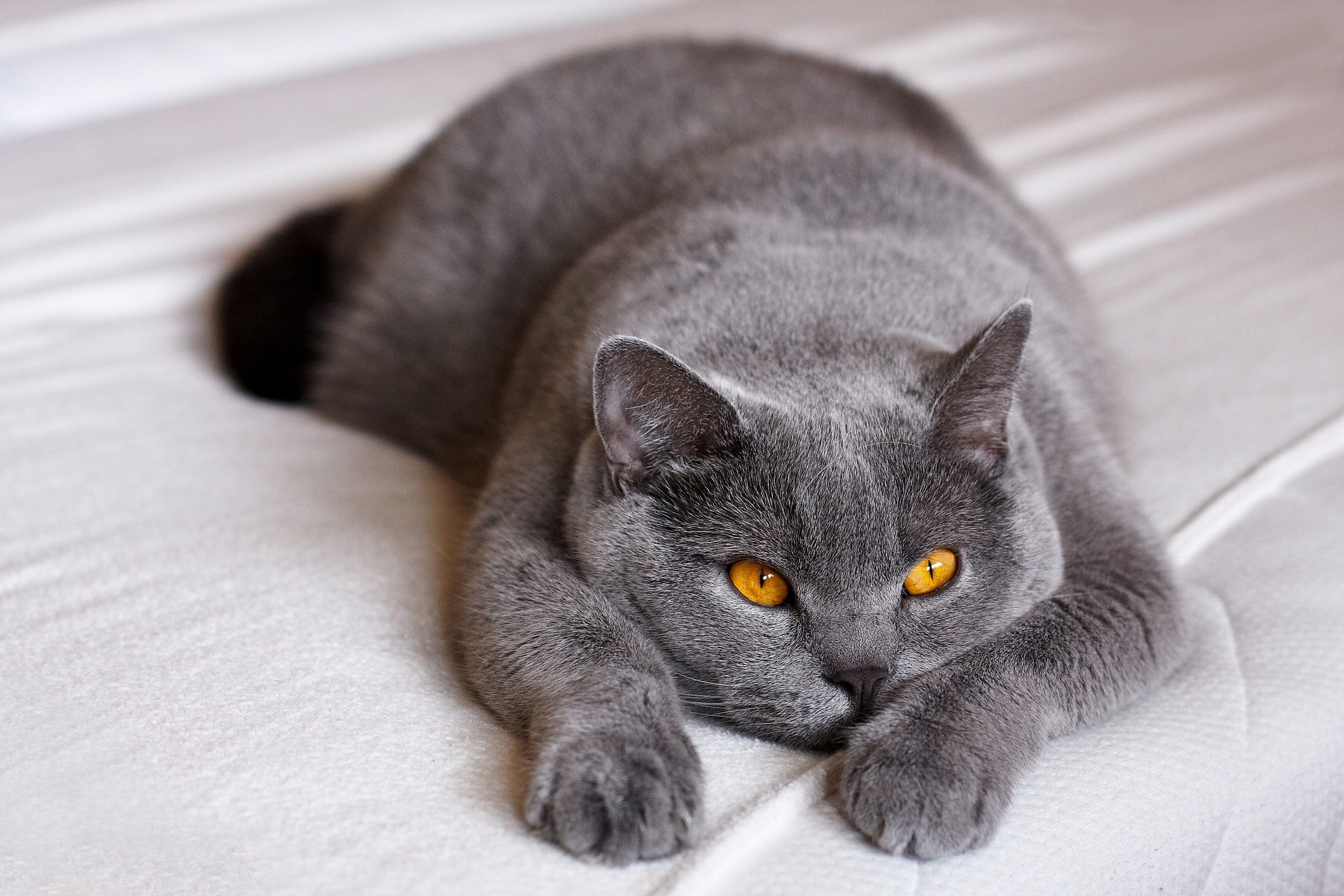 British Shorthair - Cat Scanner