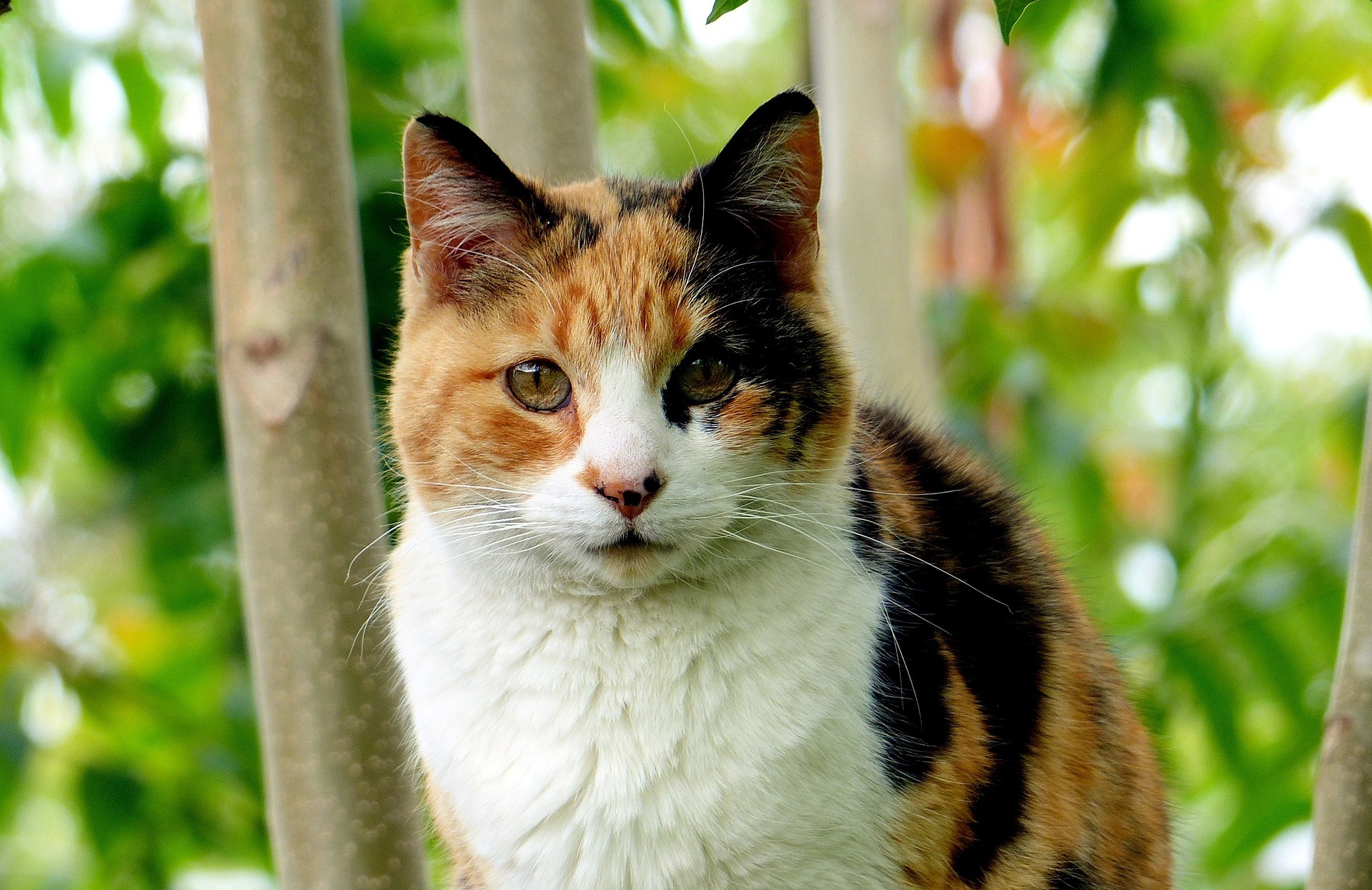 Chat calico - Cat Scanner