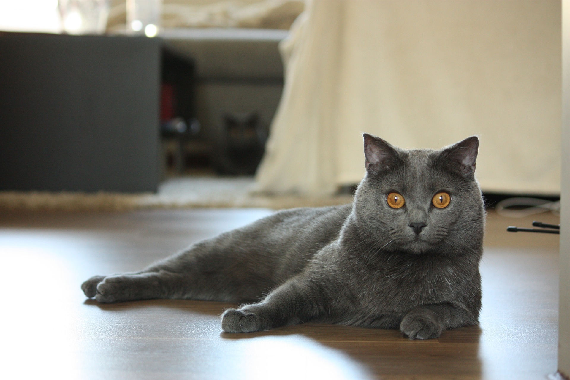 Chartreux - Cat Scanner