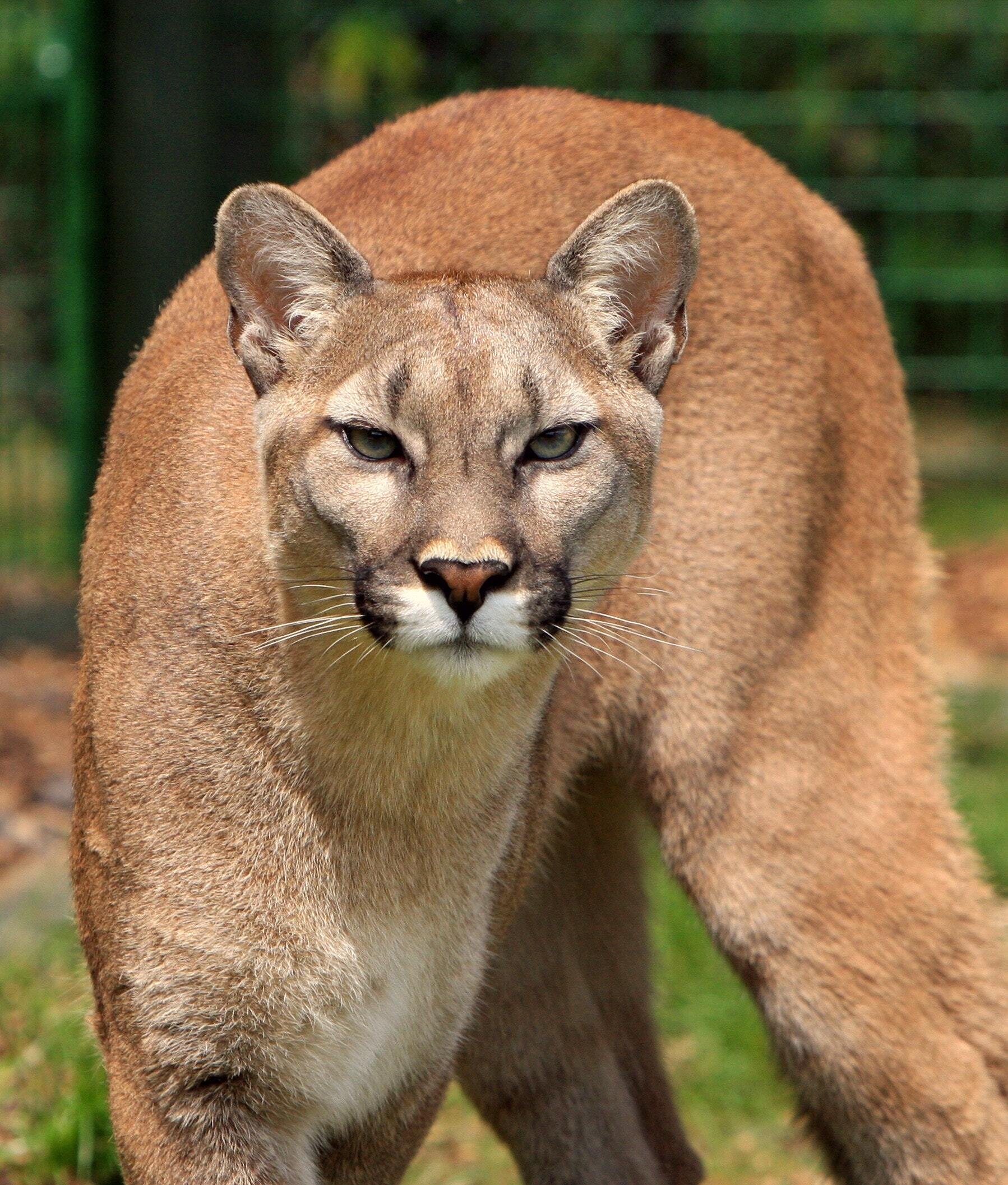 Puma concolor - Cat Scanner