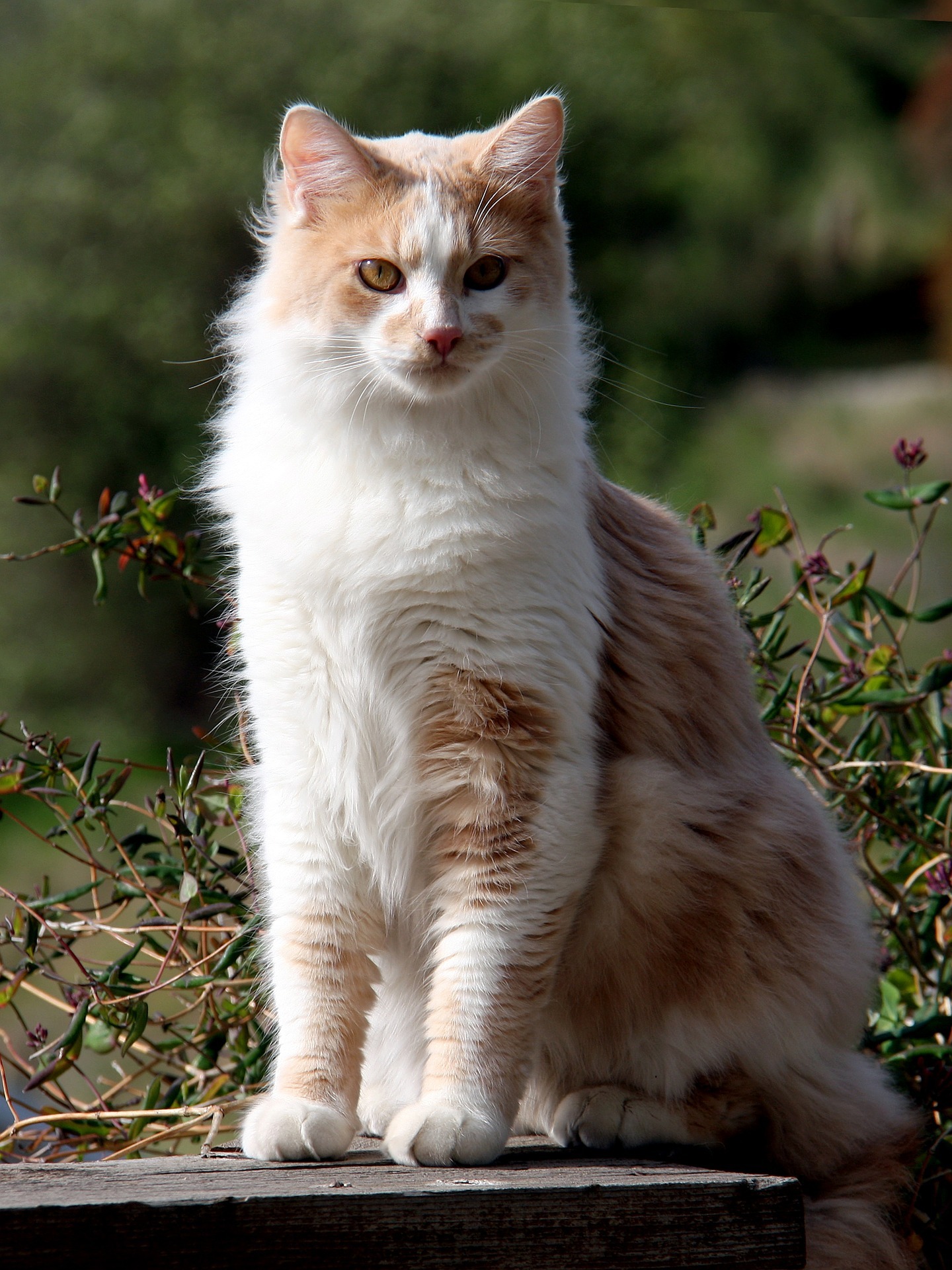 Domestic longhair hot sale cat