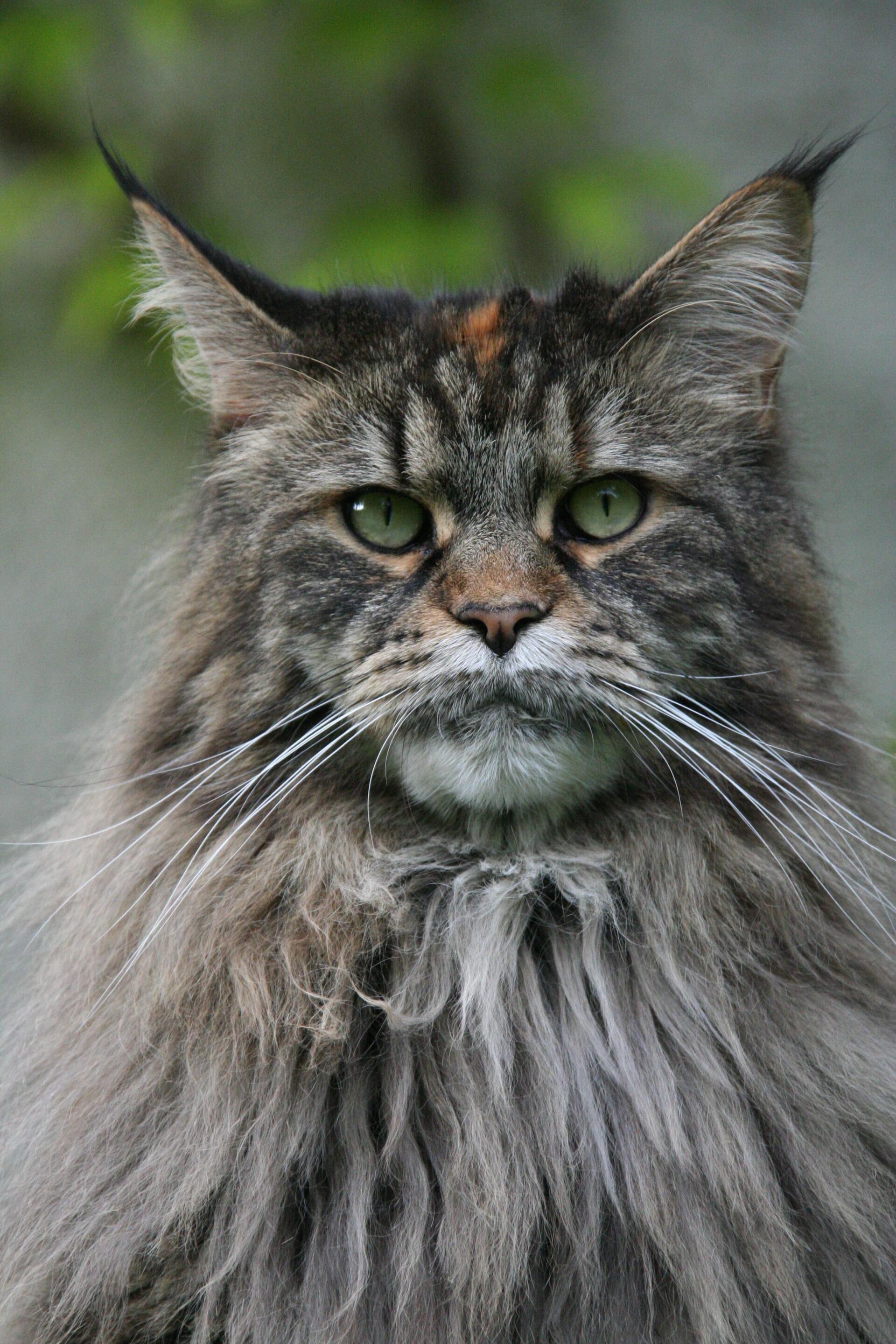 Maine coon - Cat Scanner