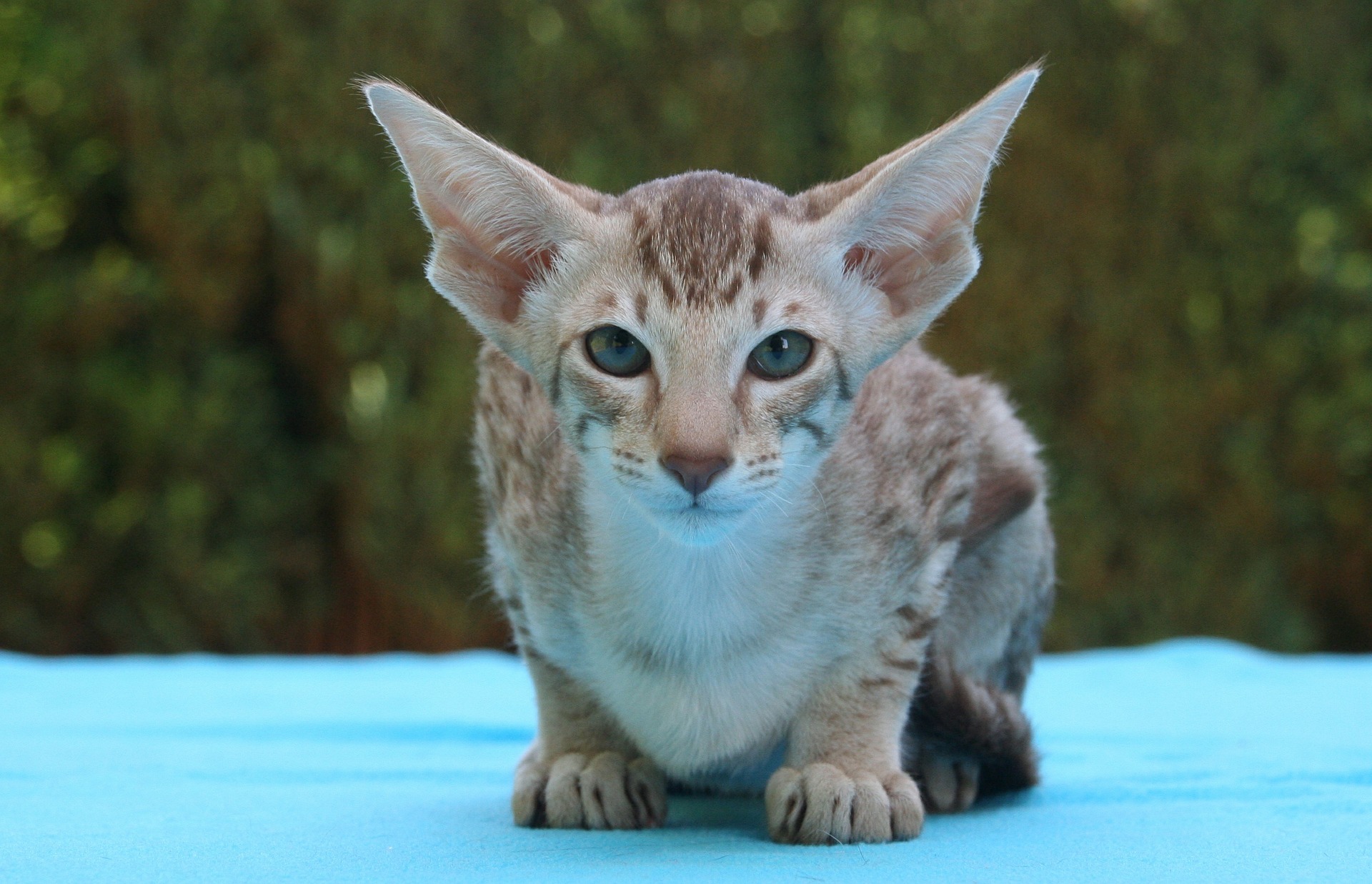 Gato oriental - Cat Scanner