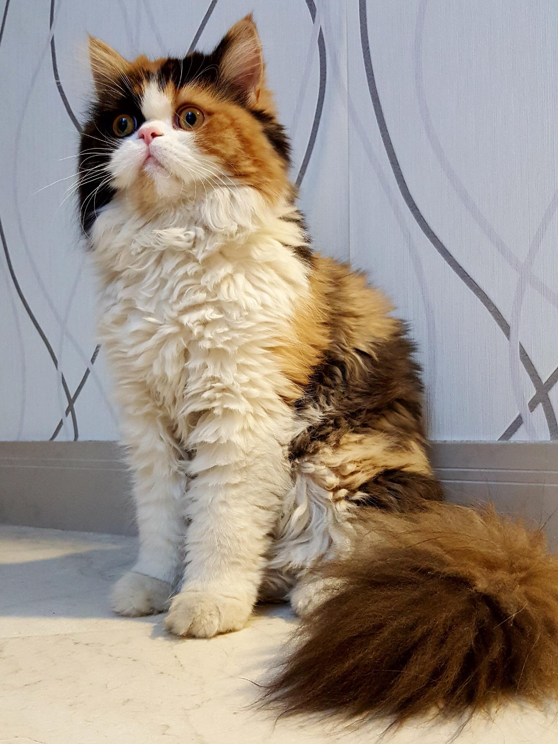 Persian Cat - Cat Scanner