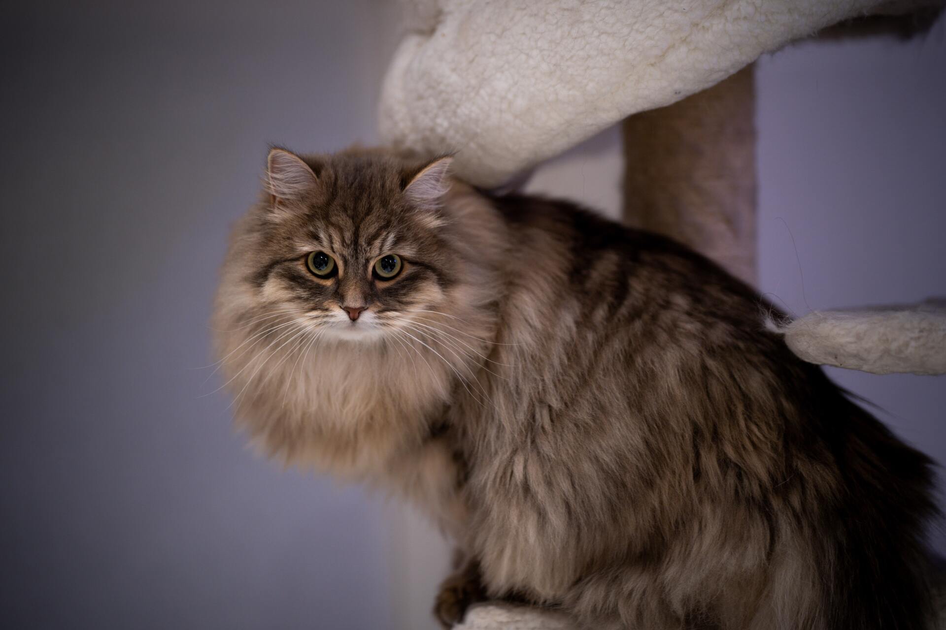 Sibirische Katze - Cat Scanner