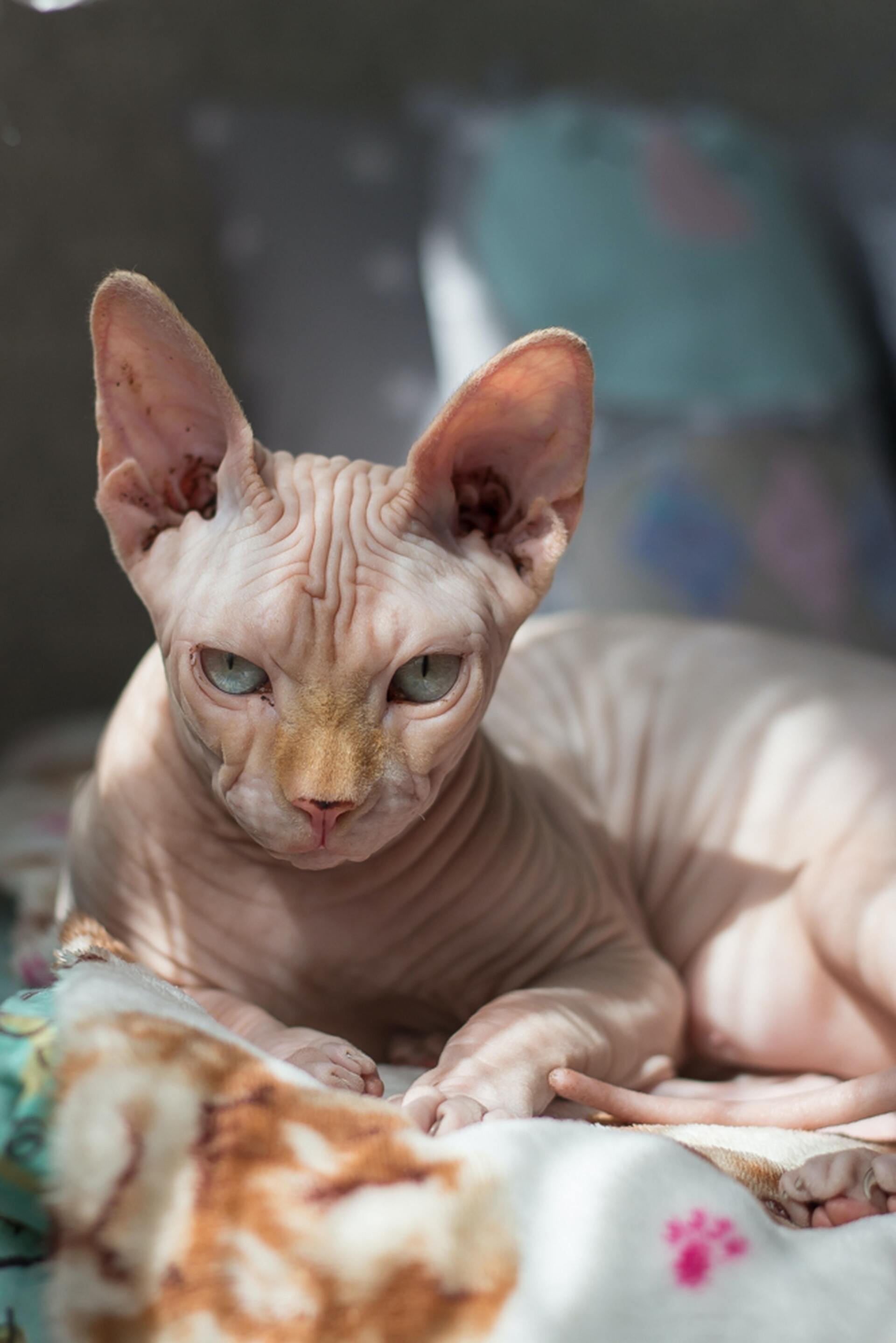 Sphynx Cat - Cat Scanner