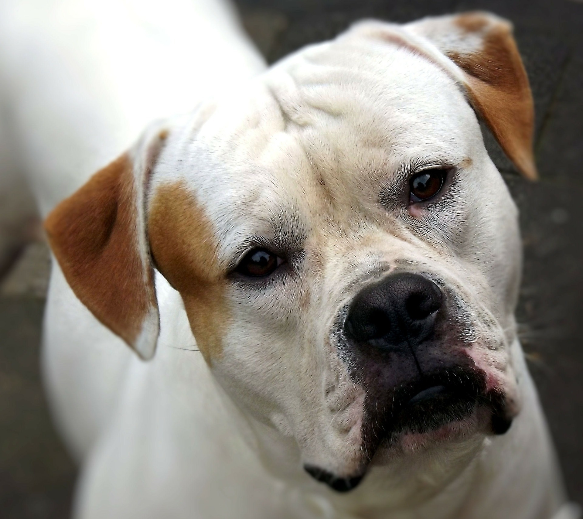 American Bulldog - Dog Scanner