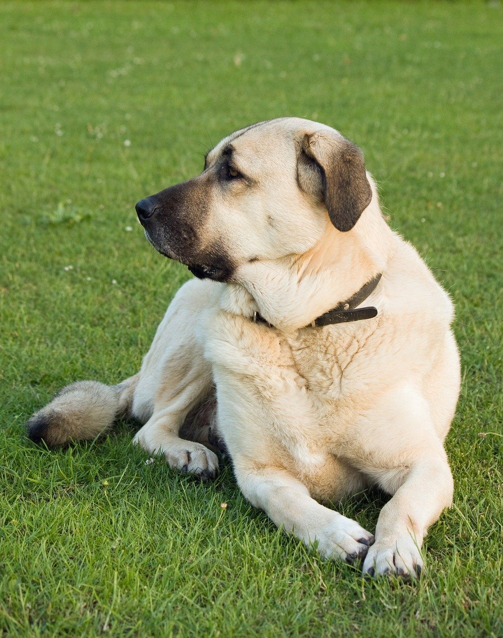 Anatolian Shepherd Dog - Dog Scanner