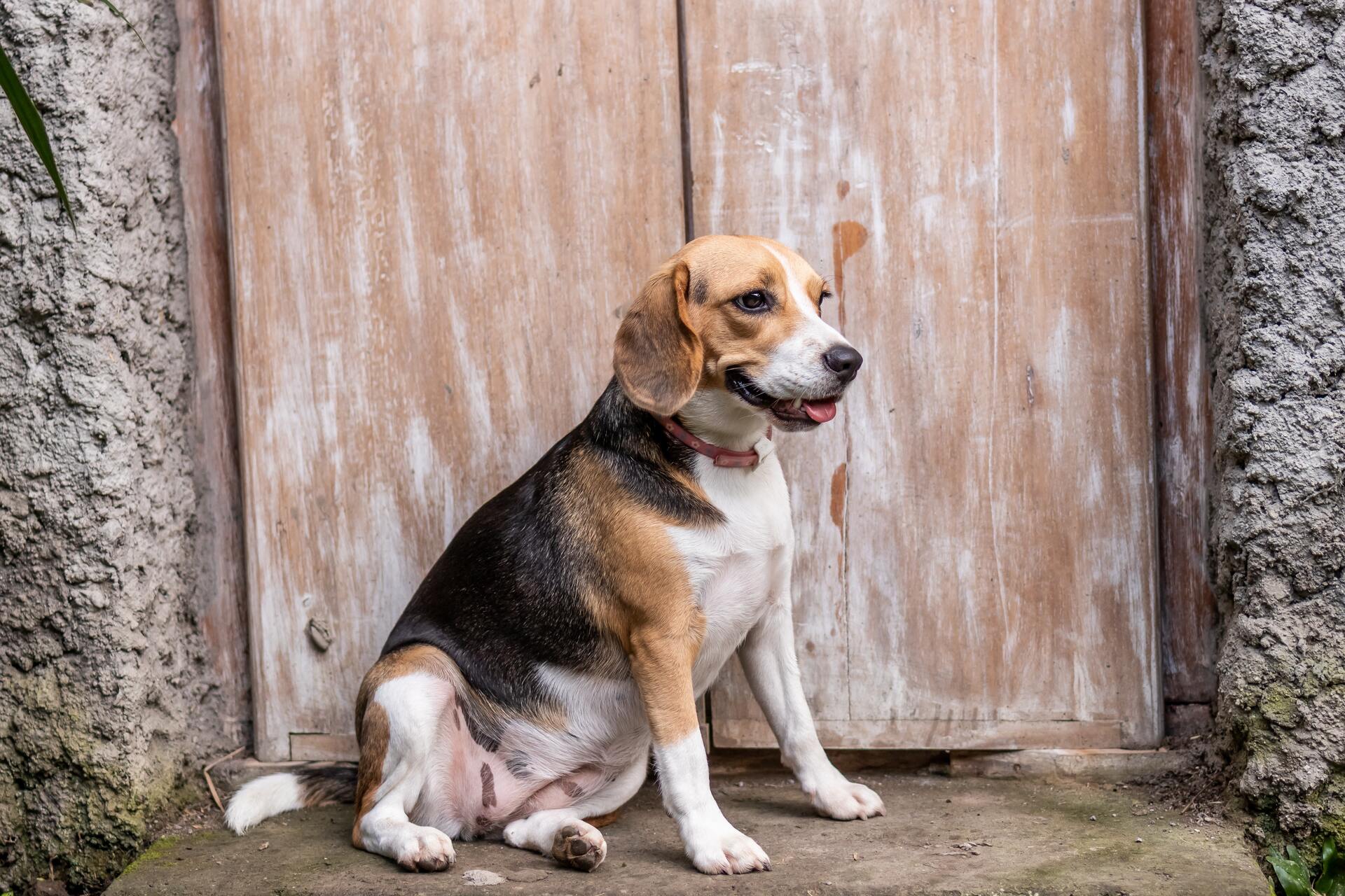 Beagle - Dog Scanner