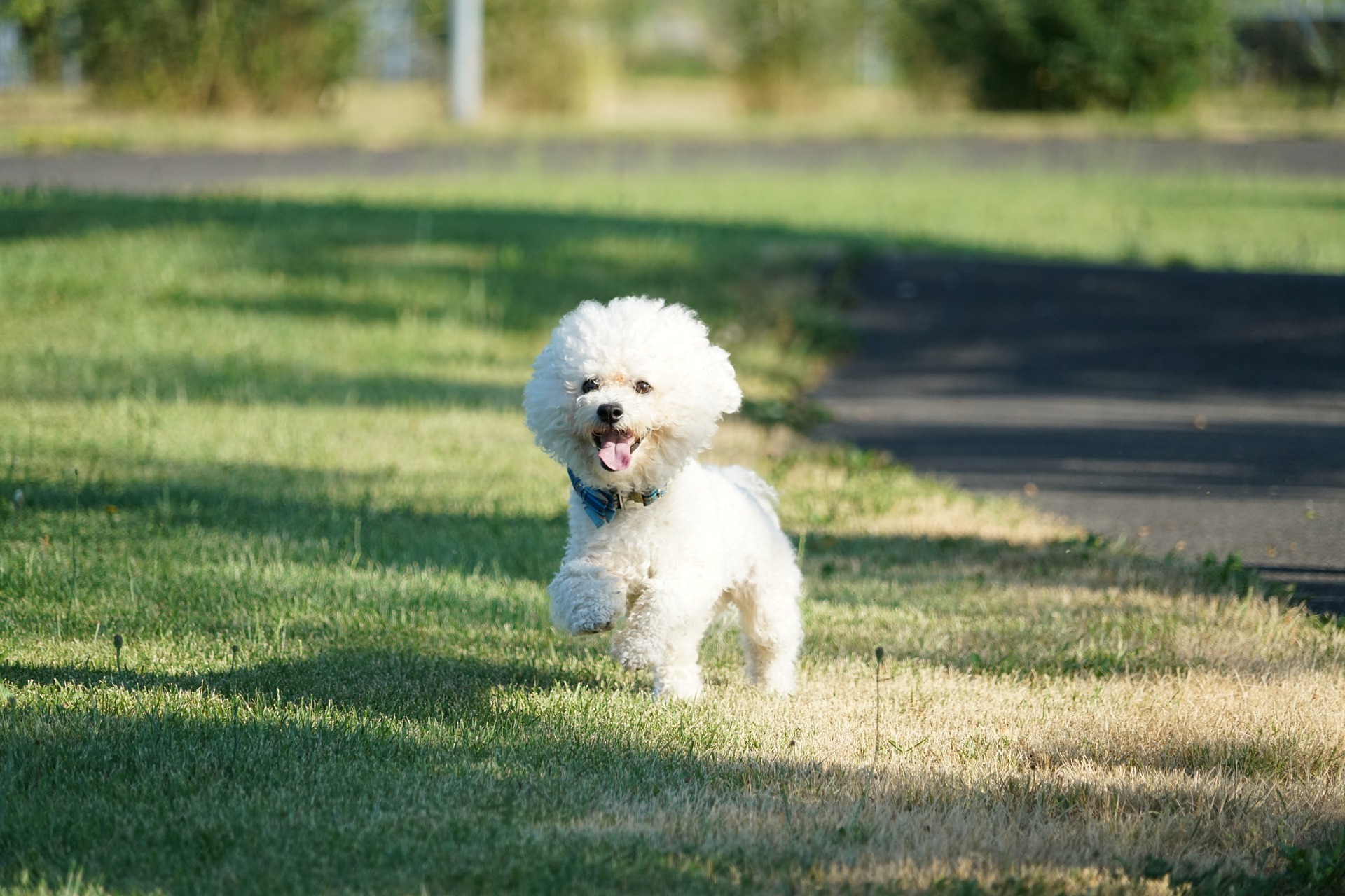 Bichon Frisé - Dog Scanner