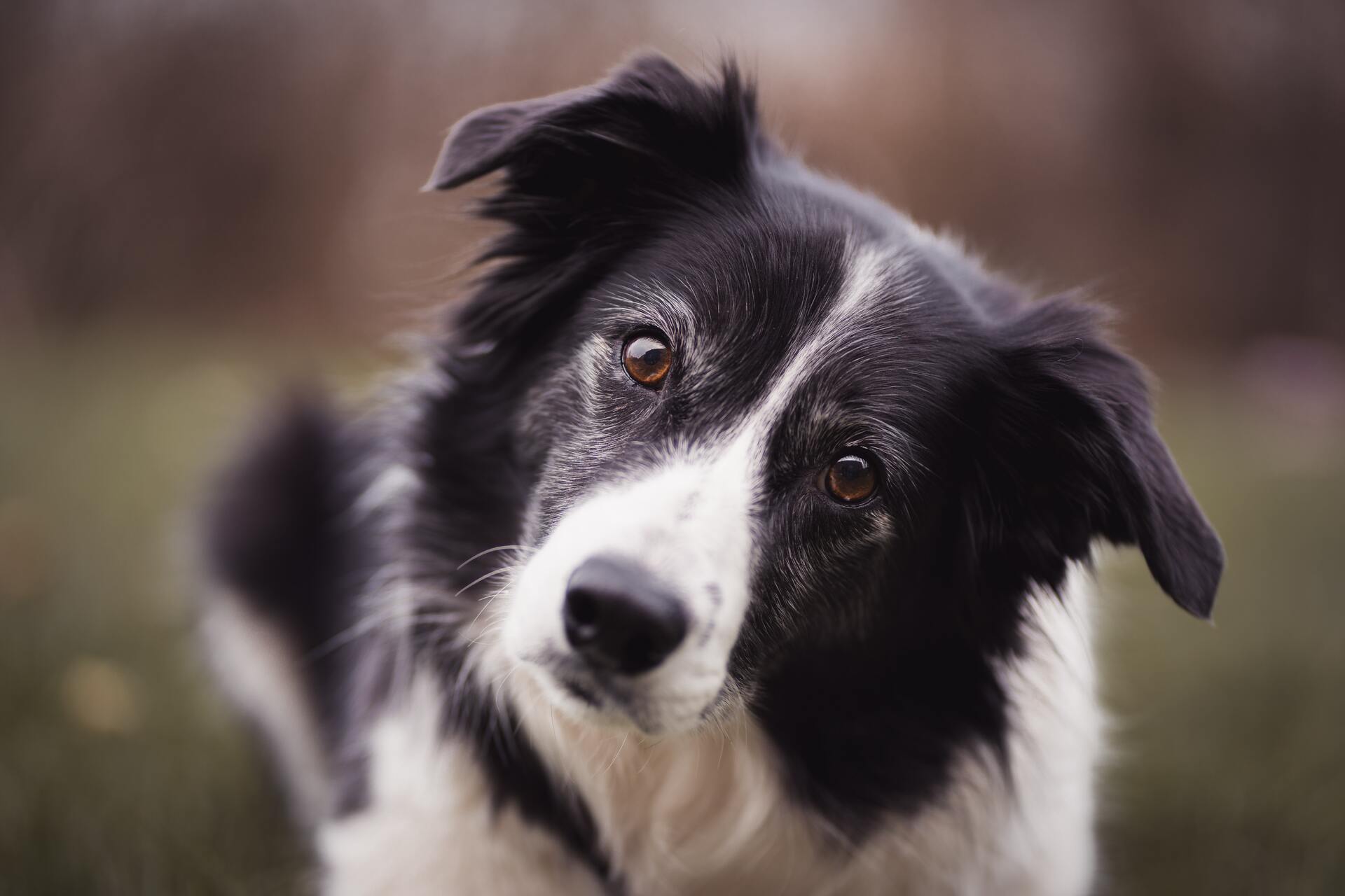 Border Collie - Dog Scanner