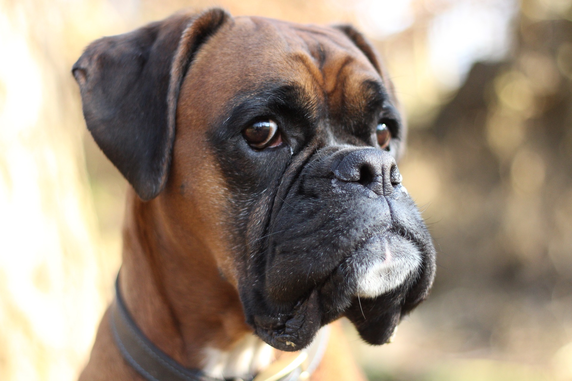 Deutscher boxer - Dog Scanner