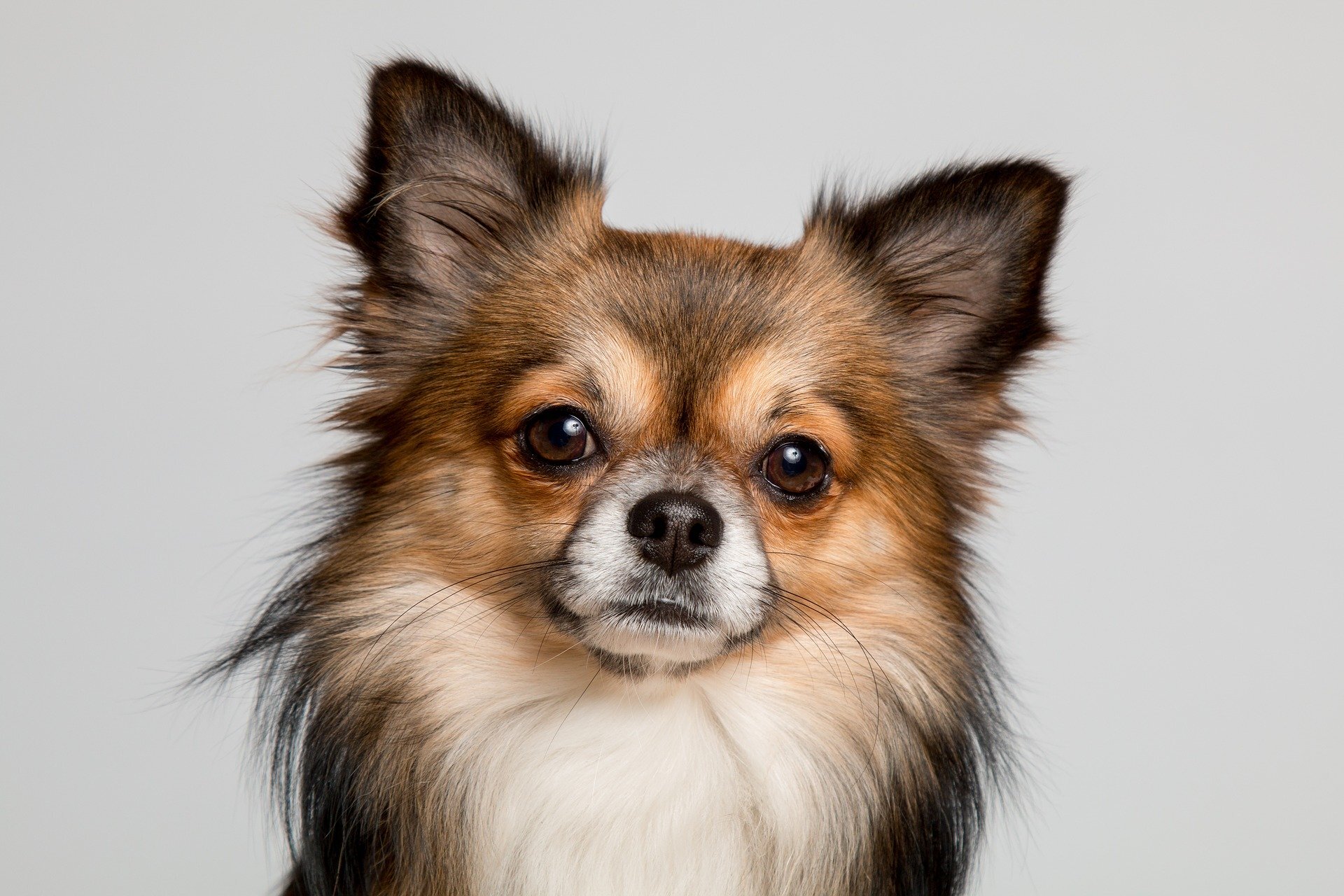 Chihuahua - Dog Scanner
