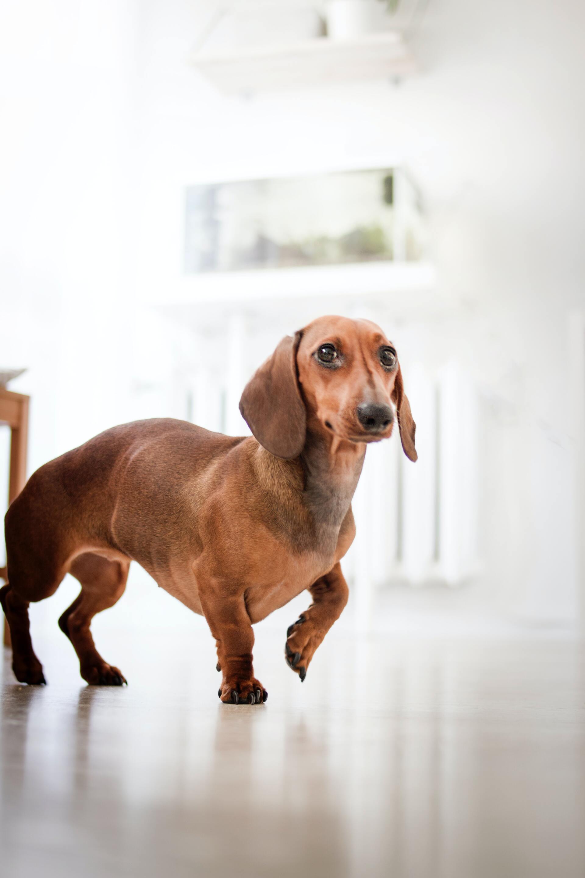 腊肠犬 - 狗狗鉴定器