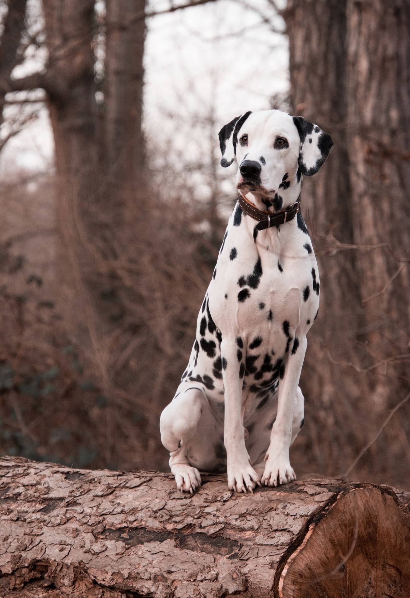 what kind of dog is a dalmatian