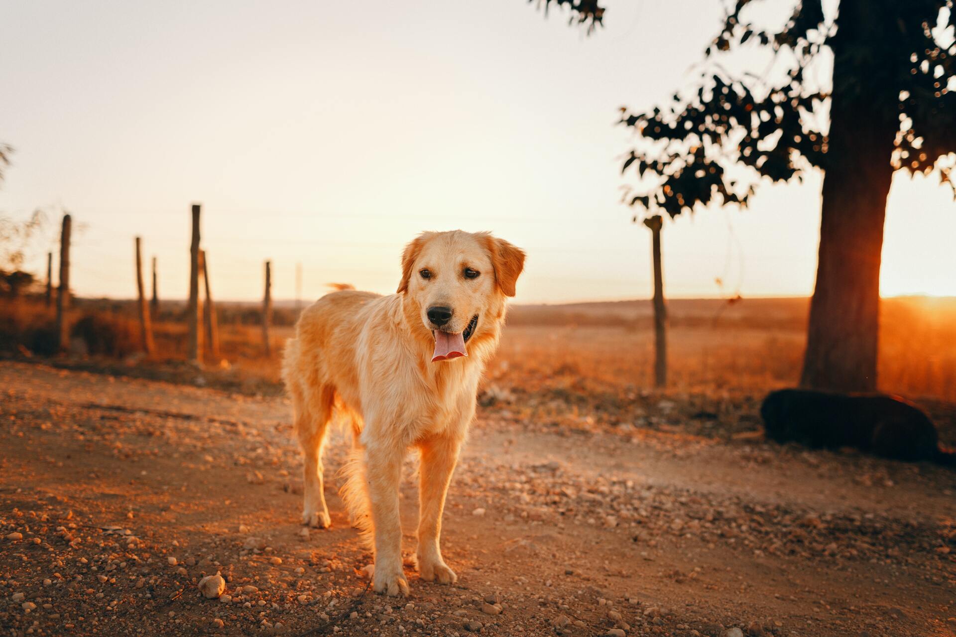 Золотистый ретривер - Dog Scanner