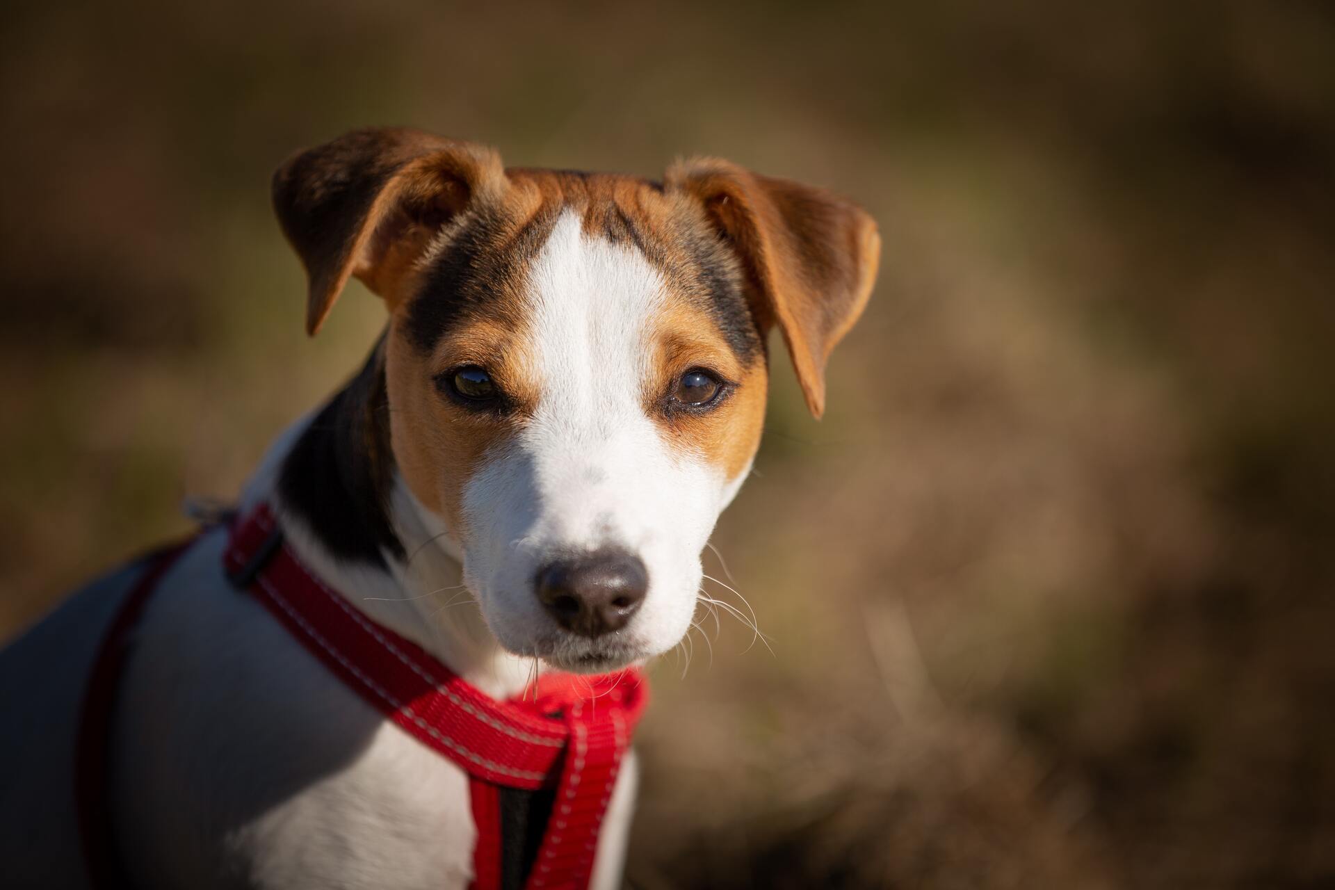 Jackrussellterriër - Dog Scanner