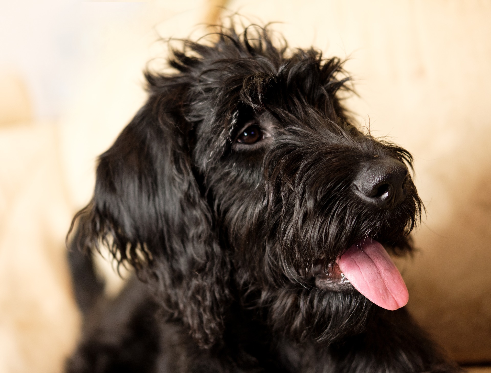 Irish best sale wolfhound labradoodle