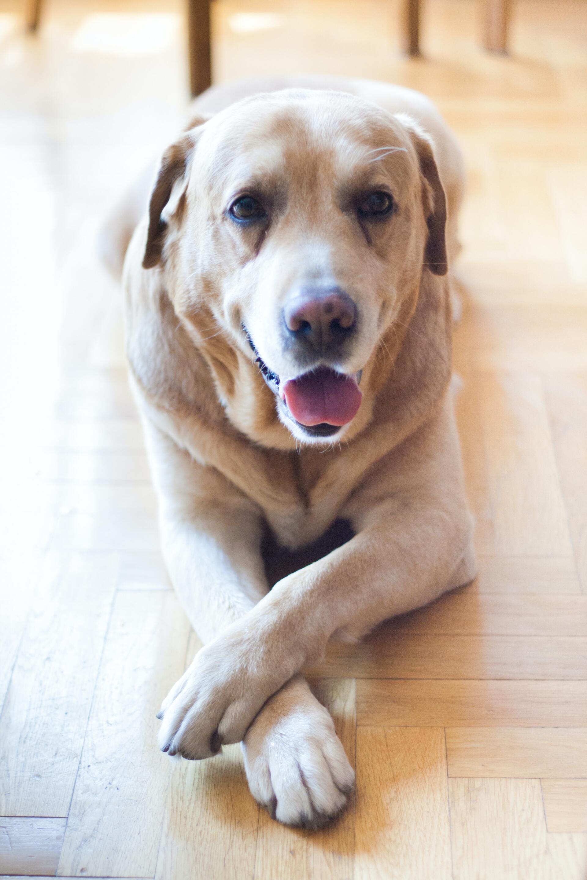 拉布拉多犬 - 狗狗鉴定器