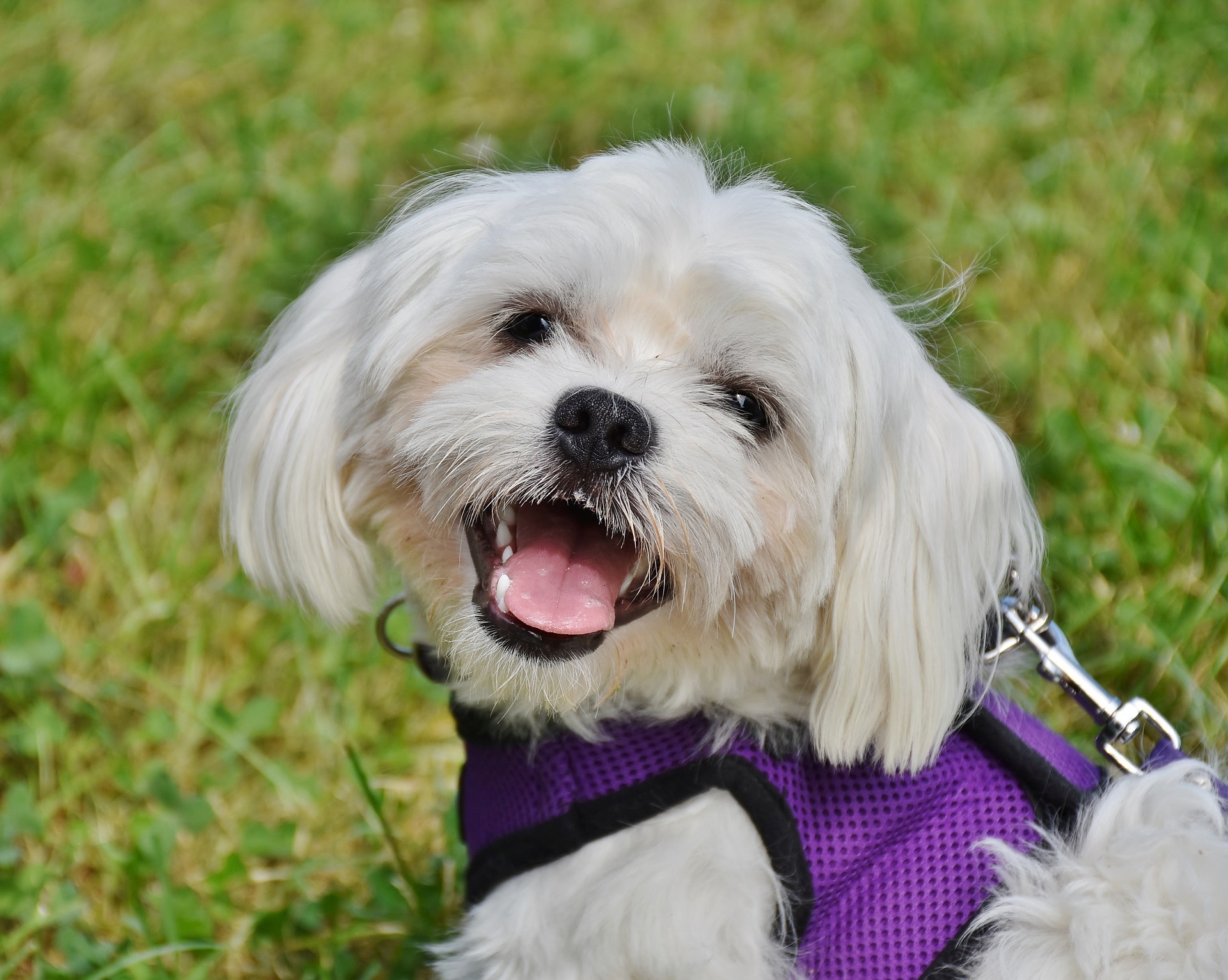 Maltese - Dog Scanner