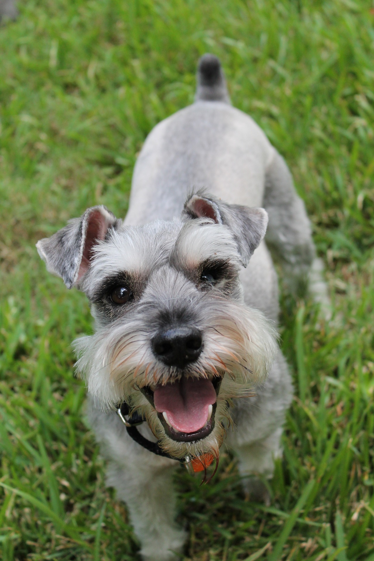 Schnauzer miniatura - Dog Scanner