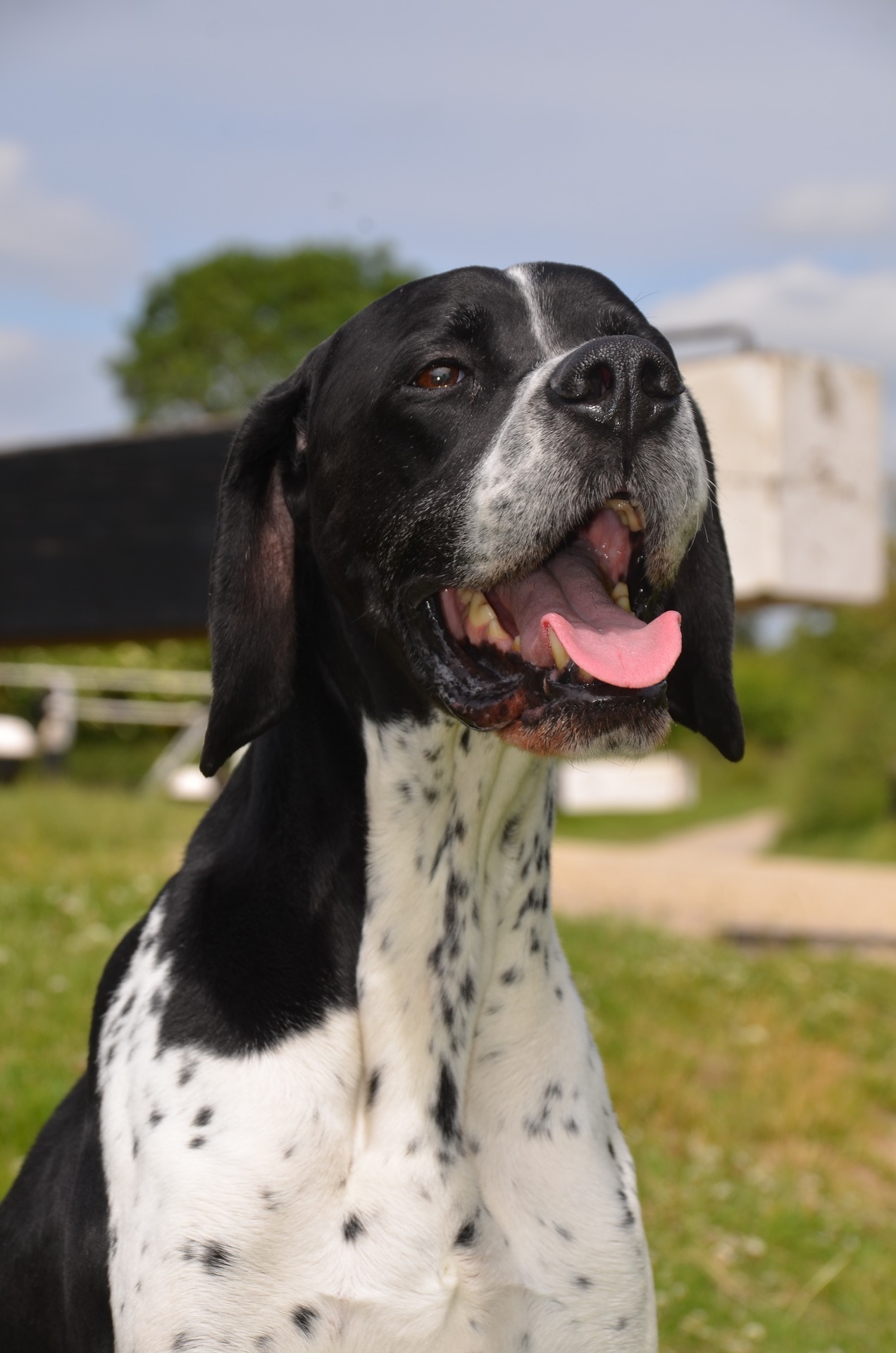 English Pointer - Dog Scanner