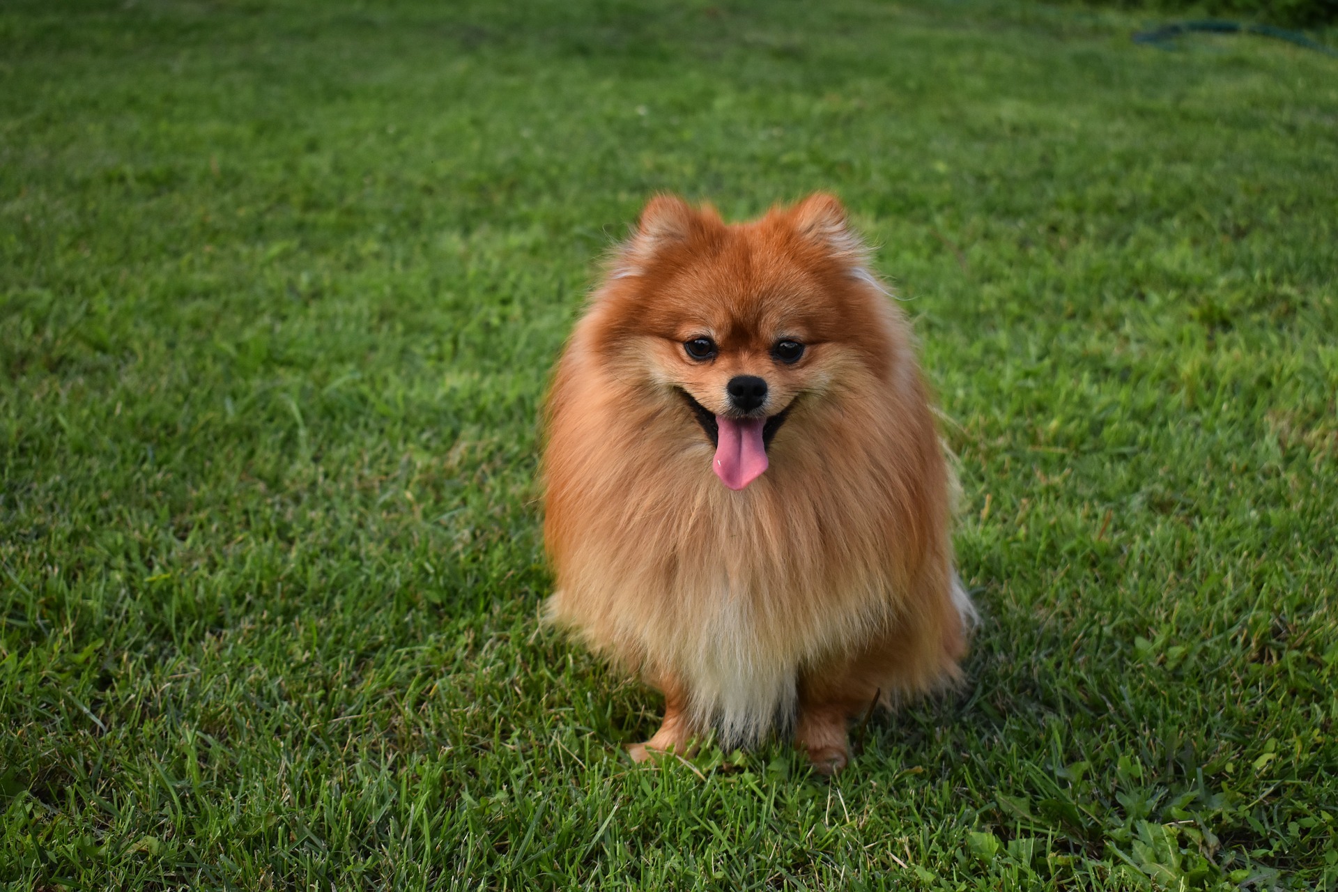 Pomeranian - Dog Scanner