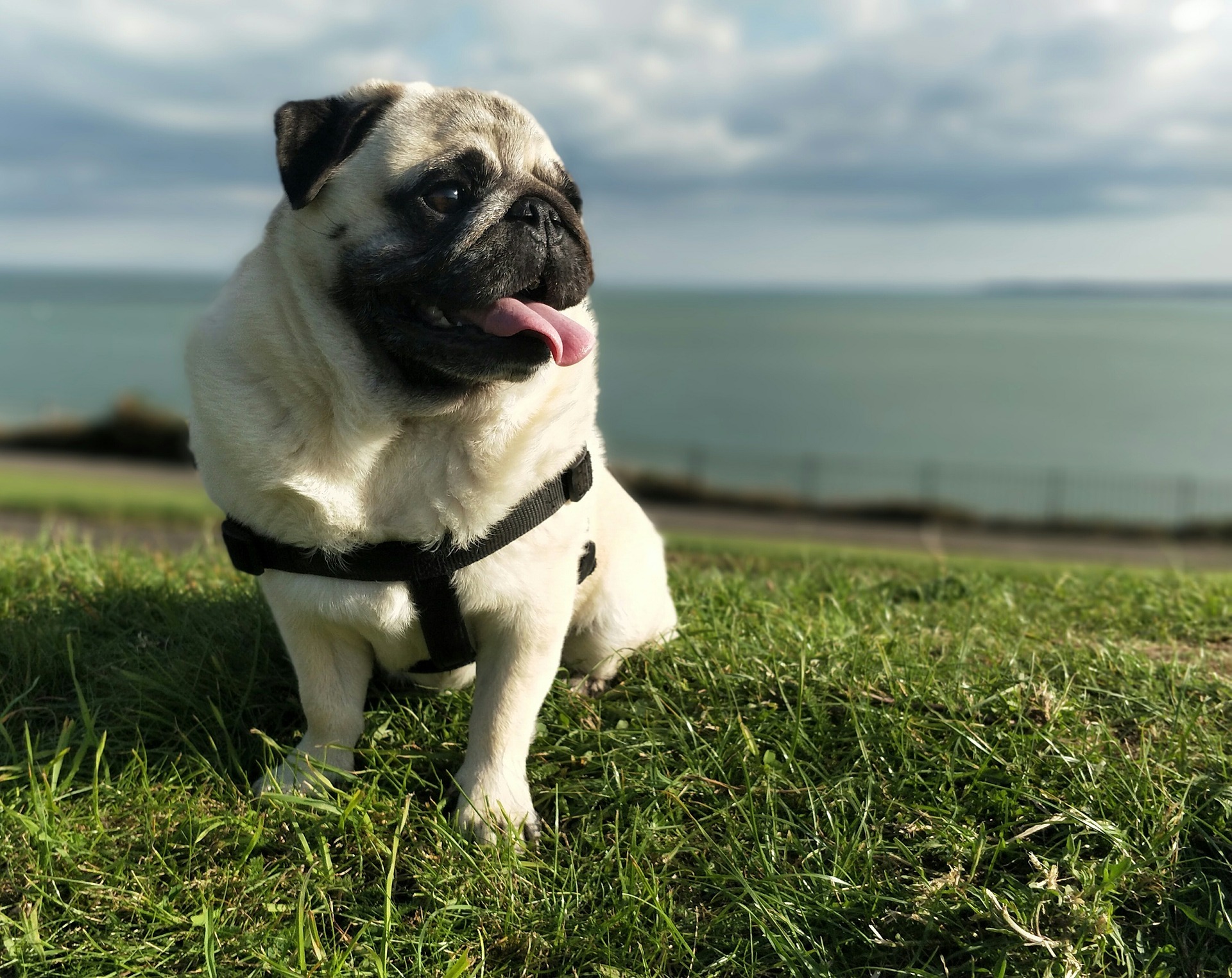 Pug - Dog Scanner