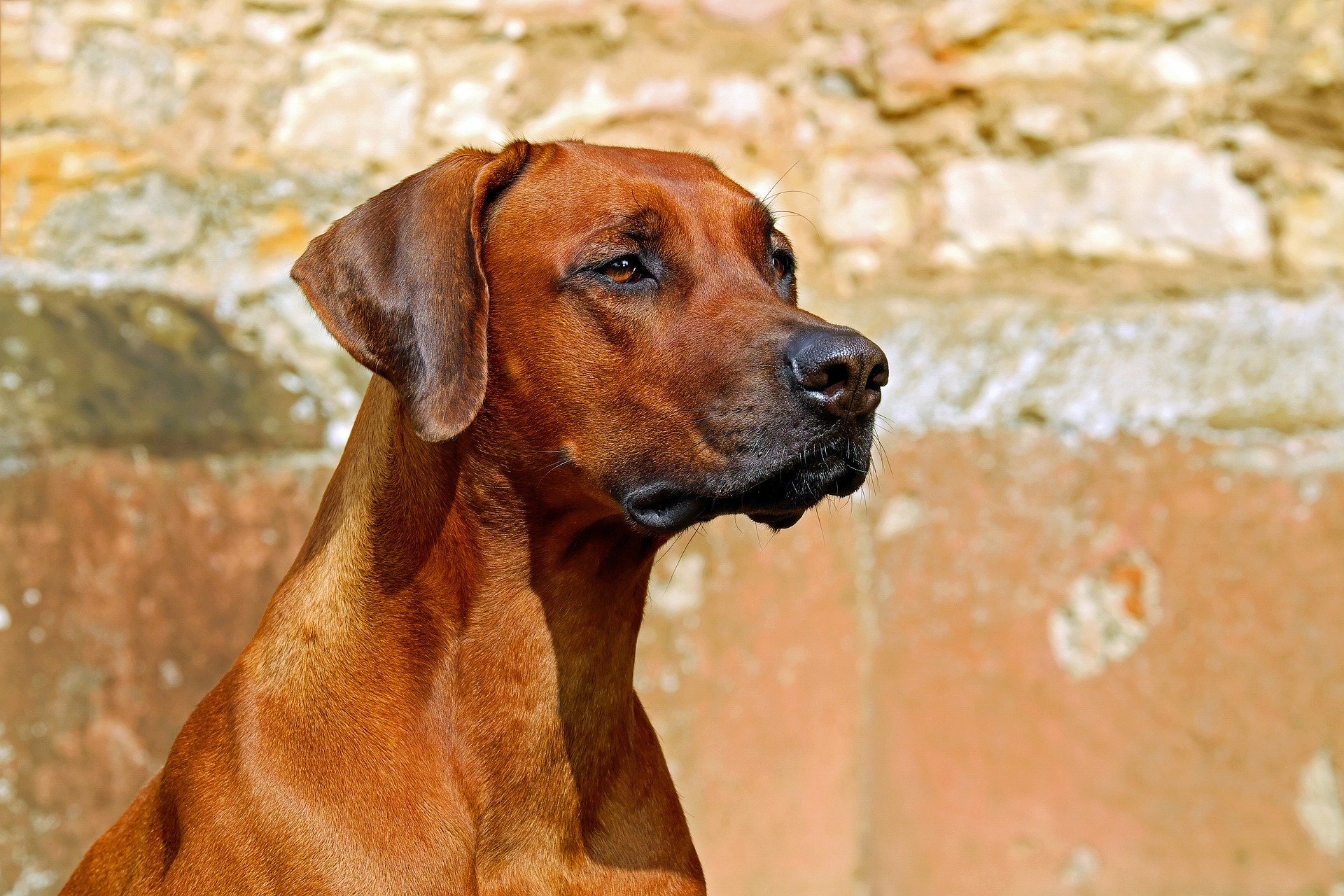 Rhodesian ridgeback - Dog Scanner