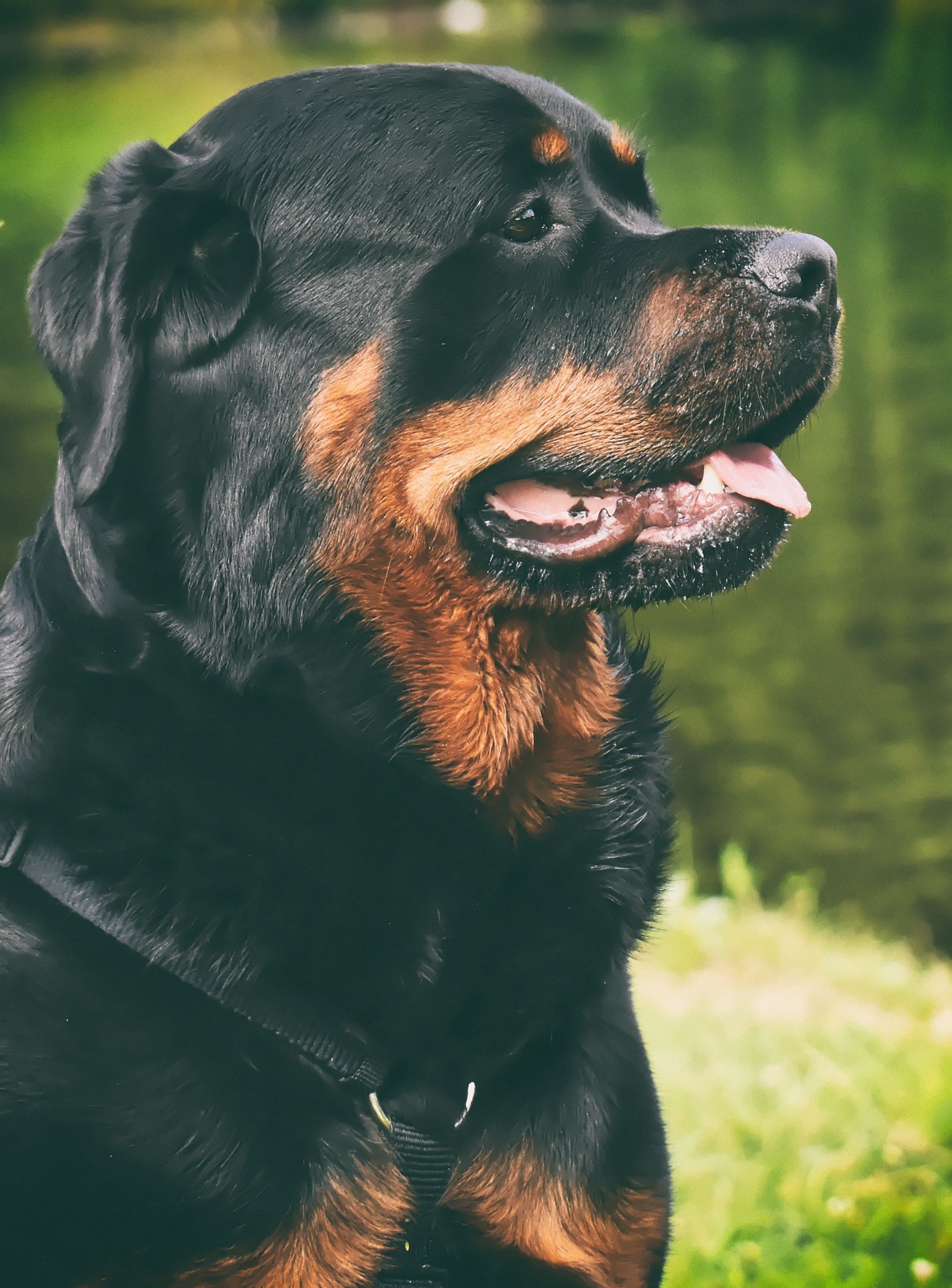 Dog Scanner - Is your dog a Rottweiler?