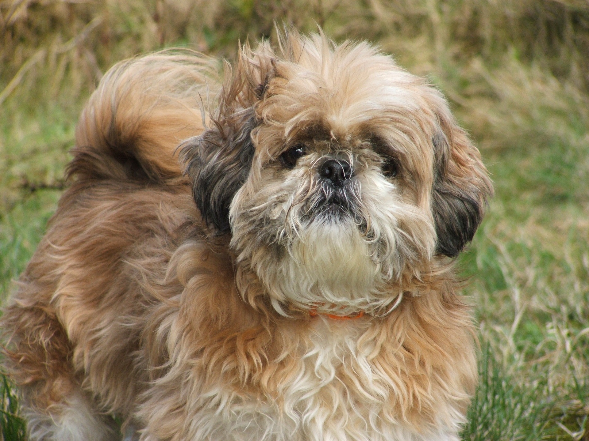 Shih-tzu - Dog Scanner