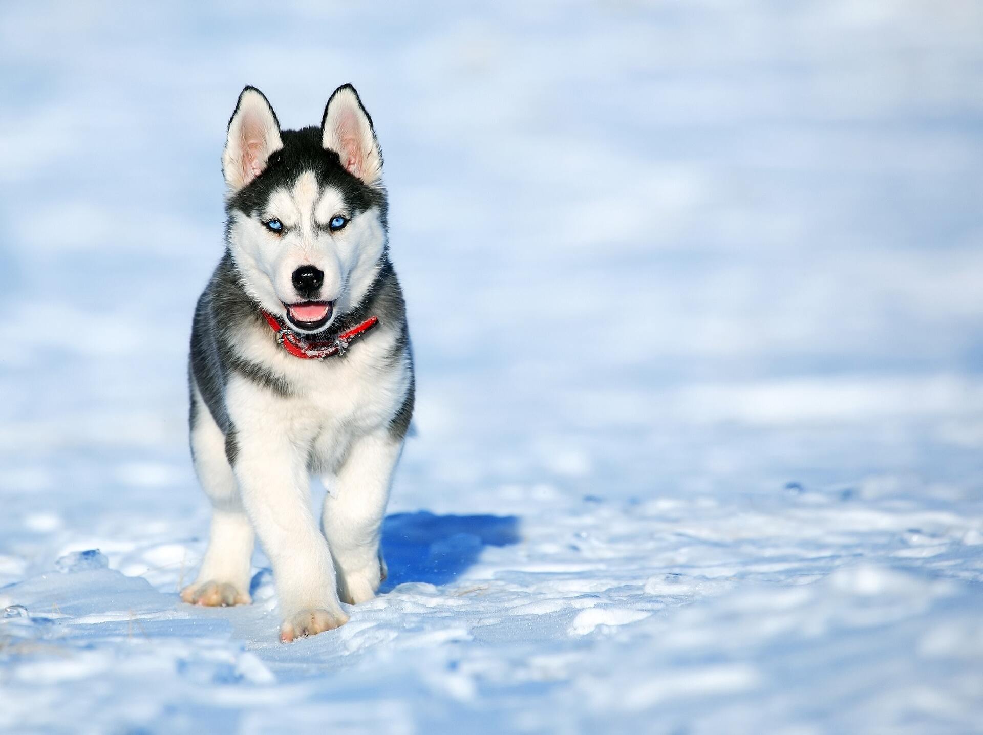 Husky syberyjski - Dog Scanner