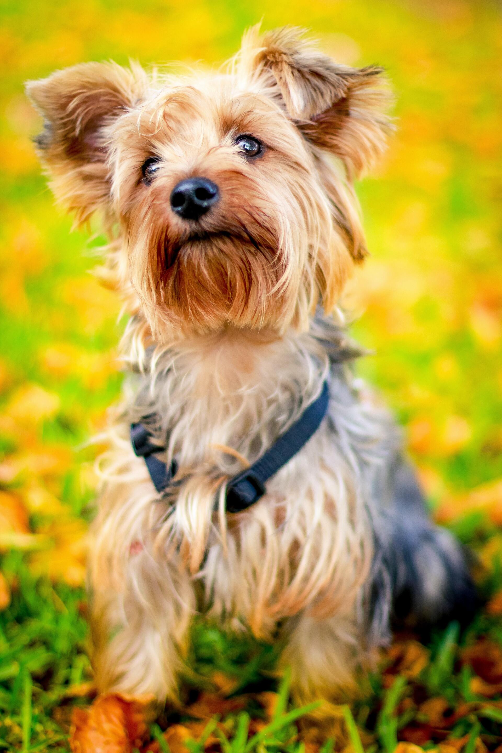 Yorkshire terrier - Dog Scanner